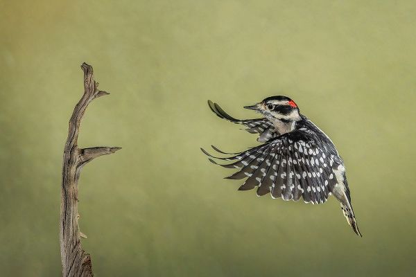 Jones, Adam 아티스트의 Downy woodpecker flying작품입니다.
